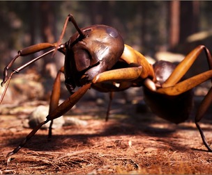 Animalia - Carpenter Ant