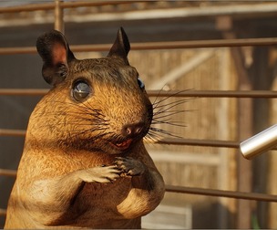 Animalia - Degu