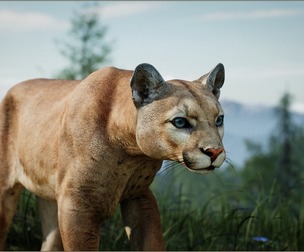 Animalia - Cougar (male)