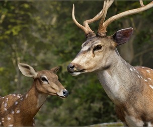 Animalia - Chital (pack)