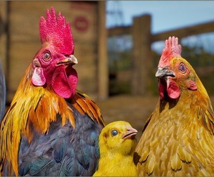 Animalia - Chicken (pack)