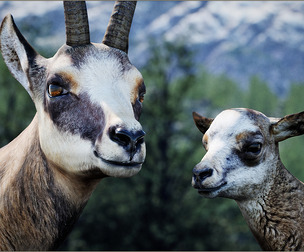 Animalia - Chamois (pack)