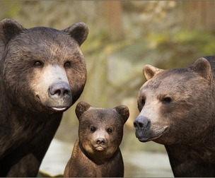 Animalia - Brown Bear (pack)