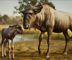 Animalia - Blue Wildebeest (pack)