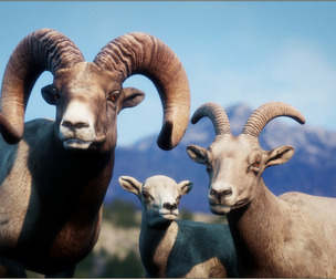 Animalia - Bighorn Sheep (pack)