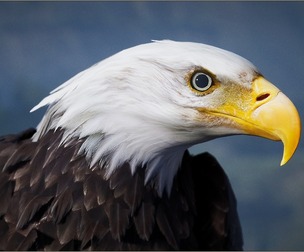 Animalia - Bald and Golden Eagle