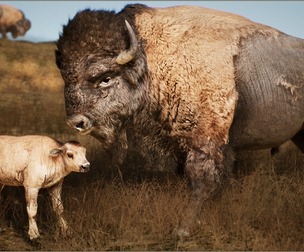 Animalia - Bison (pack)