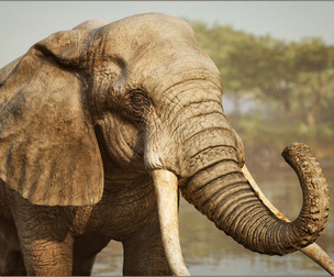 Animalia - African Elephant (male)