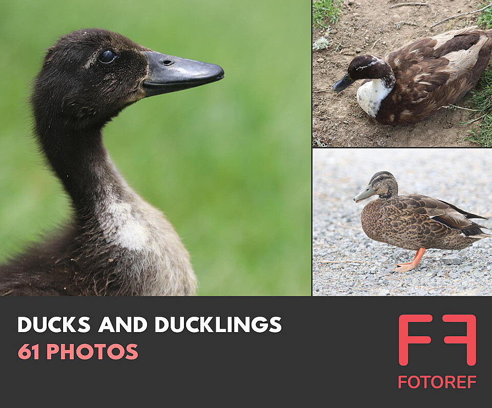 61 photos of Ducks and Ducklings