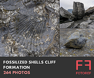 264 photos of Fossilized Shells Cliff Formation