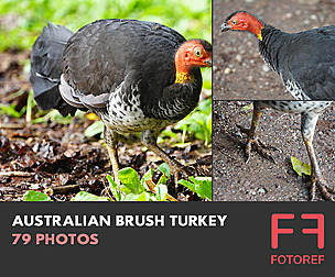 79 photos of Australian Brush Turkey