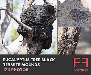 174 photos of Eucalyptus Tree Black Termite Mounds