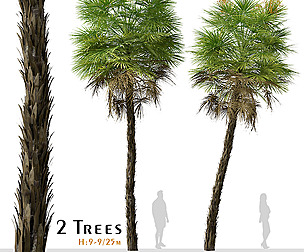 Set of Everglades palm Tree ( Acoelorrhaphe )