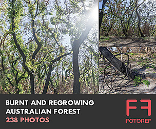 Burnt and Regrowing Australian Forest