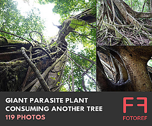 Giant Parasite Plant Consuming Another Tree
