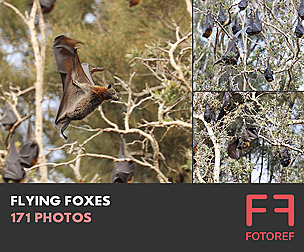 171 photos of Flying Foxes