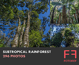 296 photos of Subtropical Rainforest