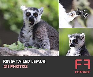 211 photos of Ring-Tailed Lemur