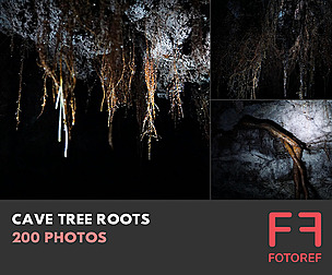 200 photos of Cave Tree Roots