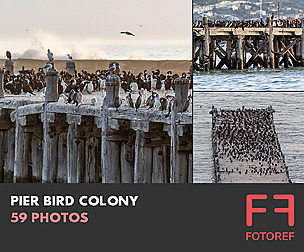 59 photos of Pier Bird Colony