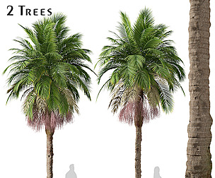 Set of Bangalow palm Tree (Archontophoenix)