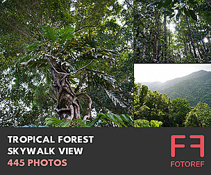 445 photos of Tropical Forest Skywalk View