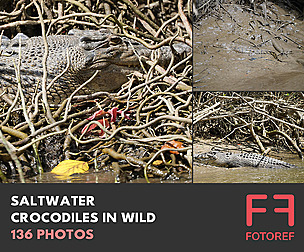 136 photos of Saltwater Crocodiles in Wild
