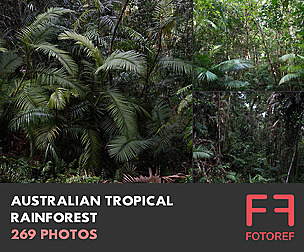 269 photos of Australian Tropical Rainforest