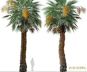 Set of Guadalupe palm Tree ( Brahea edulis )