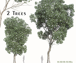 Set of Manglietia Fordiana Tree ( Yuyuanensis )