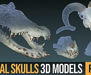 Animal Skulls 3D Models (OBJ)