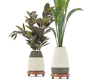 Collection Indoor Plants Set Nim01