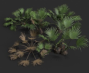 Modular Needle Palm Tree - Rhapidophyllum Hystrix