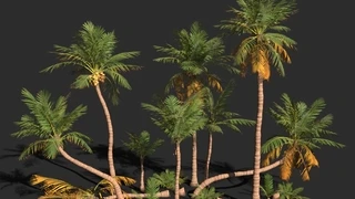 Modular Coconut Palm Trees - Cocos Nucifera cover