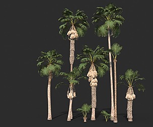 Modular Mexican Fan Palm Tree - Washingtonia