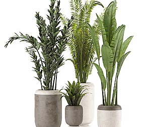 Collection Indoor Plants Set Nim02