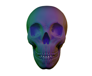 Skull sculpt