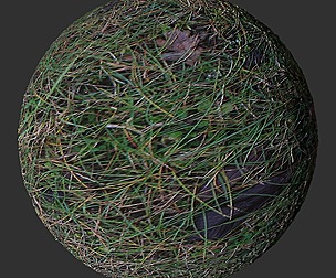 Wet Grass 1