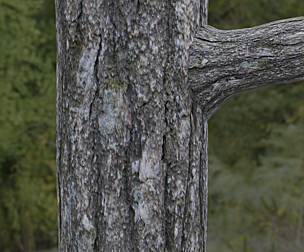 Tree Bark 1