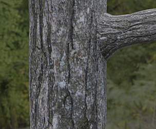 Tree Bark 2