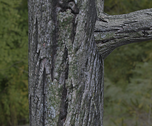 Tree Bark 3