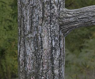 Tree Bark 4