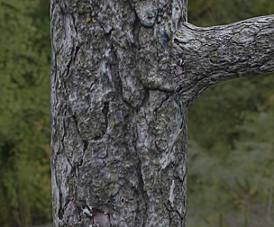 Tree Bark 5