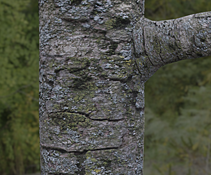 Tree Bark 6