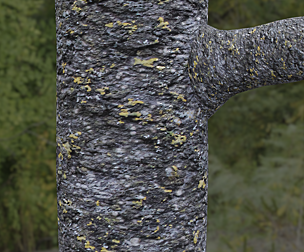 Tree Bark 7