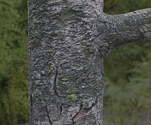 Tree Bark 9