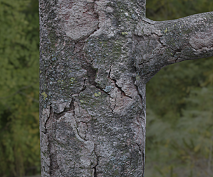 Tree Bark 8