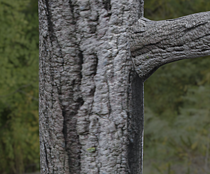 Tree Bark 10