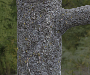 Tree Bark 11