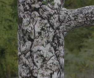 Tree Bark 12